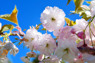 Close up of beautiful cherry blossom against bright blue sky. Concept of spring time and full bloom.