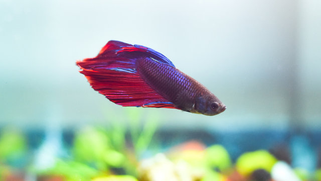 Fighter Fish Images – Browse 9,670 Stock Photos, Vectors, and Video ...