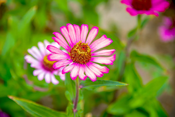 Obraz premium Циннии