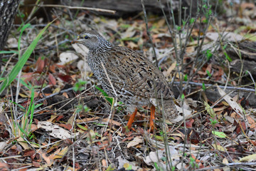 Natal Francolin im Krüger-Nationalpark in Südafrika .Der Natal Spurfowl oder Natal Francolin ist eine Vogelart aus der Familie der Phasianidae. 