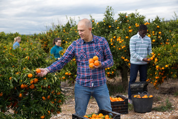 Confident farmer gardening in his orchard, harvesting ripe mandarins .. © JackF