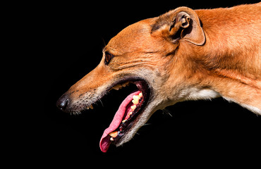 profile of a dog of breed English Greyhound on a black background