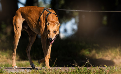 greyhound dog for a walk