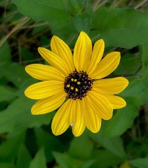 Beach sunflower
