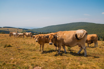 Troupeau de vaches sur l'Aubrac (Aveyron)