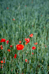 Fototapeta na wymiar Red, common, field poppy (Papaver rhoeas) flowers on spring meadow. Poppies are herbaceous plants, notable as an agricultural weed. After World War I as a symbol of dead soldiers. Also call corn poppy