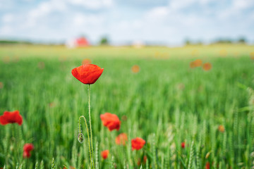 Red, common, field poppy (Papaver rhoeas) flowers on spring meadow. Poppies are herbaceous plants, notable as an agricultural weed. After World War I as a symbol of dead soldiers. Also call corn poppy