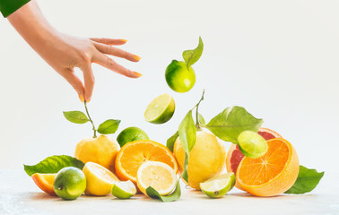 Woman hands holding stalk of lemon.  on bunch of citrus fruits: lemon, lime, orange with leafs and stalks at white background. Flying lime. Summer concept with fresh, healthy fruits. Front view