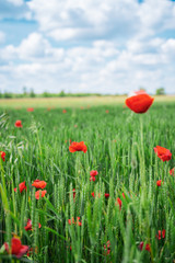 Red, common, field poppy (Papaver rhoeas) flowers on spring meadow. Poppies are herbaceous plants, notable as an agricultural weed. After World War I as a symbol of dead soldiers. Also call corn poppy