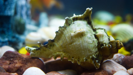 Sea shell inside the aquarium for decoration