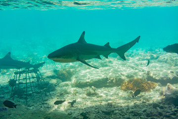 Obraz premium Blacktip Reef Shark (Carcharhinus melanopterus) photographed in the Maldives