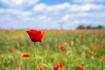 Red, common, field poppy (Papaver rhoeas) flowers on spring meadow. Poppies are herbaceous plants, notable as an agricultural weed. After World War I as a symbol of dead soldiers. Also call corn poppy