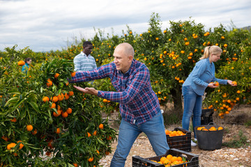 Successful farmer showing ripe mandarins on tree, satisfied with harvest in his garden