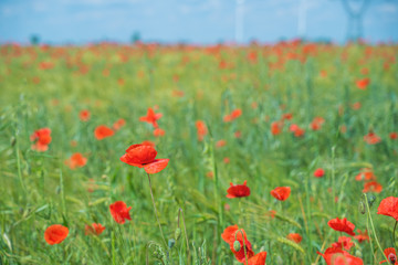 Fototapeta na wymiar Red, common, field poppy (Papaver rhoeas) flowers on spring meadow. Poppies are herbaceous plants, notable as an agricultural weed. After World War I as a symbol of dead soldiers. Also call corn poppy