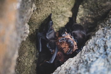 Fledermäuse auf den Azoren