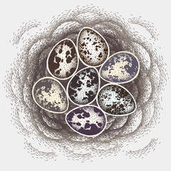Quail eggs in nest. Eggs for easter holiday celebration design. Bird stick nest for greeting card, invitation, banner design. Vector illustration.