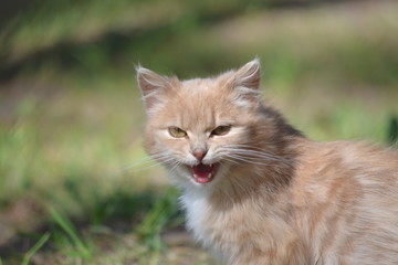 Naklejka na ściany i meble Angry cat on grass