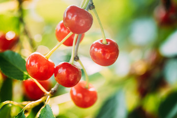 Red Ripe Berries Prunus subg. Cerasus on tree In Summer Vegetable Garden