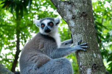 Furry curious white and grey lemur (latin: lemur catta) sitting on the tree with vivid green leaves background. Cheetah's Rock, animal conservation centre on Zanzibar.