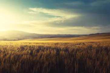 Deurstickers  field of wheat in Tuscany, Italy © Iakov Kalinin