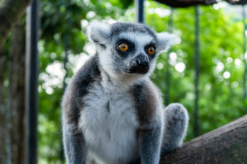 Close-up portrait of white and grey lemur with big brown eyes (latin: lemur catta) looking ahead with vivid green background. Cheetah's Rock, animal conservation centre on Zanzibar.