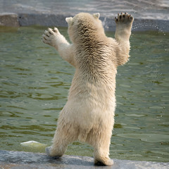 Cute polar white bear cub standing on its hind legs - 372223208