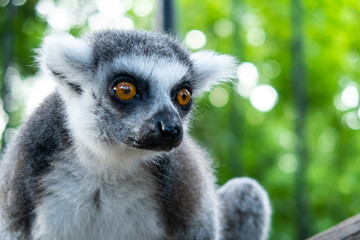 Close-up portrait of white and grey lemur with big brown eyes (latin: lemur catta) looking ahead with vivid green background. Cheetah's Rock, animal conservation centre on Zanzibar.