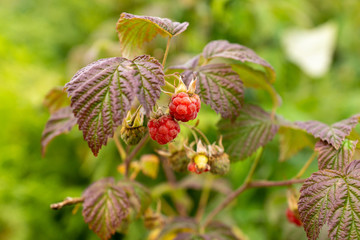 raspberry, raspberries, wild, wild raspberries, berry, berry, fruit, food, nature, natural