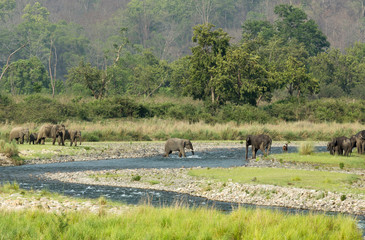 Fototapeta na wymiar Elephant Herd In Ramganga River, Dhikala, Jim Corbett National Park, Uttrakhand, India