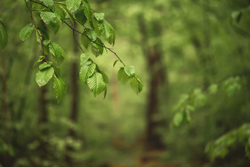 Spring green forest