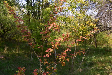 Fototapeta na wymiar red birch leaves in spring time. betula tree in sun rays