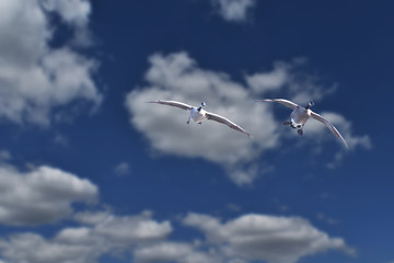 Fototapeta premium Two Canada Gesse in flight with clouds and blue sky in the background