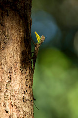 Male Dracko, genus of agamid lizards that are also known as flying lizards, flying dragons, Draco spilonotus, Dandeli, Karnataka, india