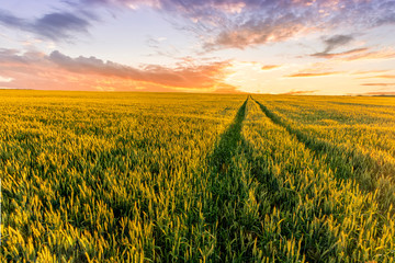 Fototapeta na wymiar Scenic view at beautiful summer sunset in a wheaten shiny field with golden wheat and sun rays, deep blue cloudy sky and road, rows leading far away, valley landscape
