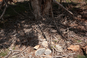 Juniper tree trunk and branches