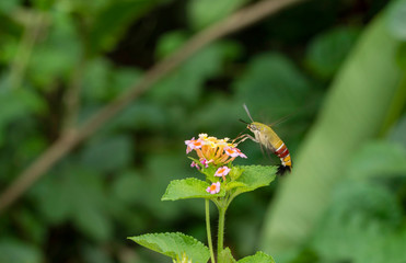 Hawk Moth closed wing on lanatana flower, Mumbai, Maharashtra, India