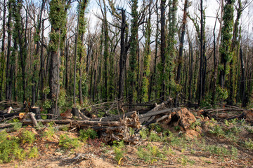 Australian bushfires aftermath: eucalyptus trees damaged by the fire recovering six months after severe bushfires . Imlay Road, NSW.