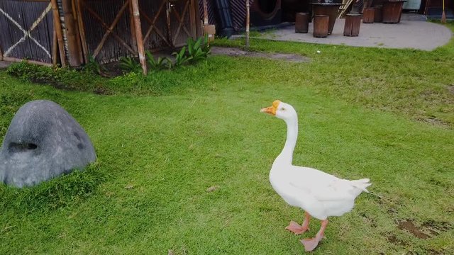 A large white goose stands on a lawn, a large white gander on a green lawn