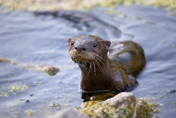 Young river otter comes up to check me out in a local pond 
