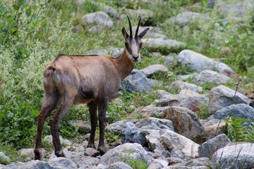 Chamois in Italian mountains
