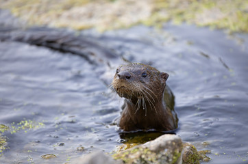 Young river otter comes up to check me out in a local pond 