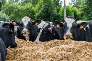 Race Holstein de vaches laitières 