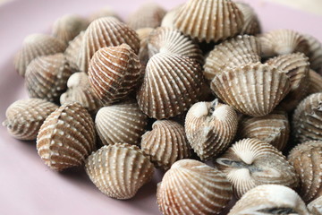 seashells on a white background