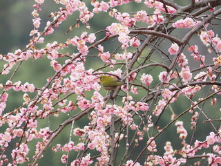 日本の春の梅の中のメジロ