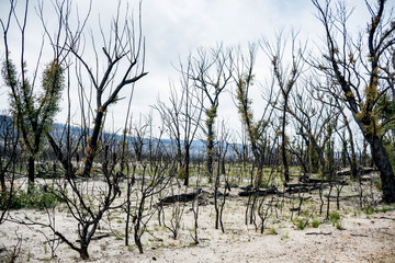 Australian bushfires aftermath: eucalyptus trees recovering after severe fire damage in Currowan fire. Eucalyptus can re-sprout from buds under their bark or from a lignotuber at the base of the tree.