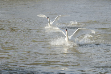Fototapeta na wymiar swan on water