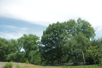 Fototapeta premium landscape of sky ,clouds, and tree