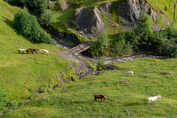 Mountain landscape with a horses grazing in a valley, Georgia