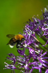 Tree Bumble Bee on a Mauve Allium flower