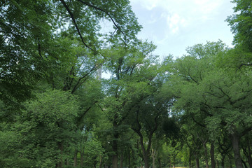 landscape of sky ,clouds, and tree